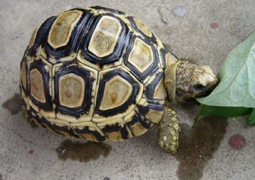 陸龜拒食原因 陸龜拒食原因