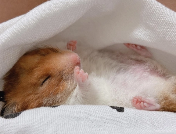 倉鼠睡覺姿勢