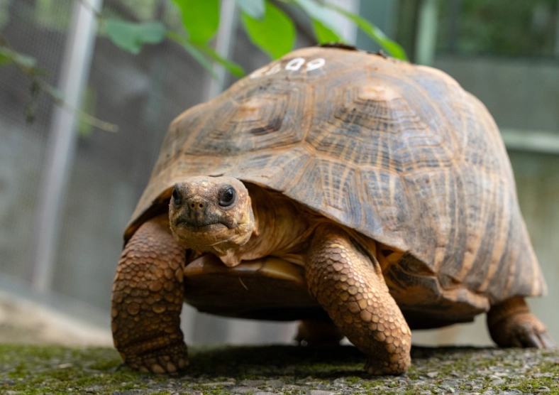 陸龜溫濕度控制