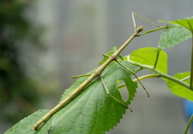 竹節蟲飛行