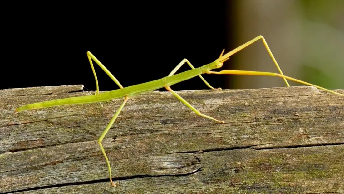 竹節蟲飛行