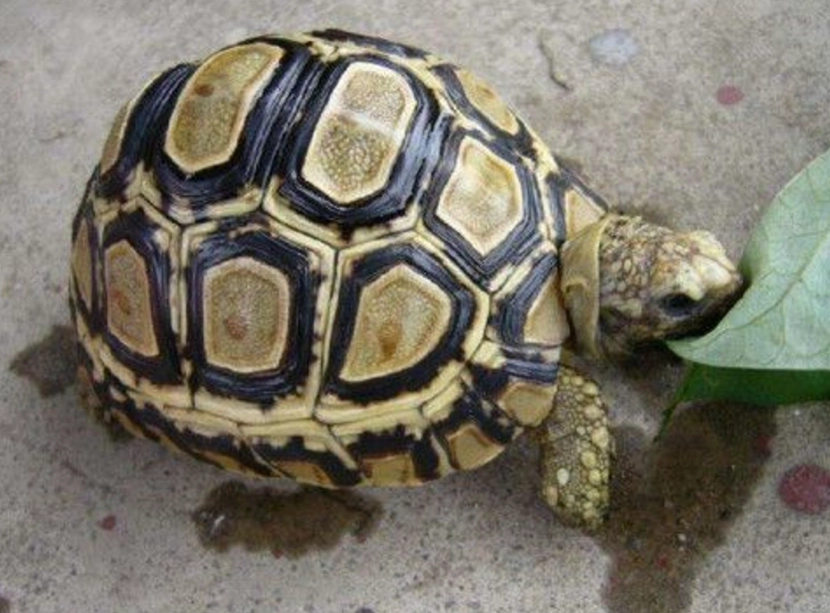 陸龜飼養箱布置