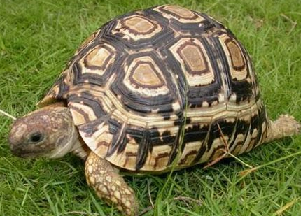 陸龜溫濕度控制