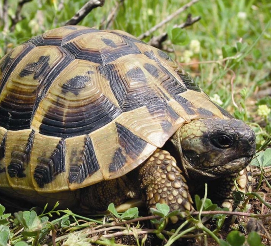 陸龜飼養箱布置