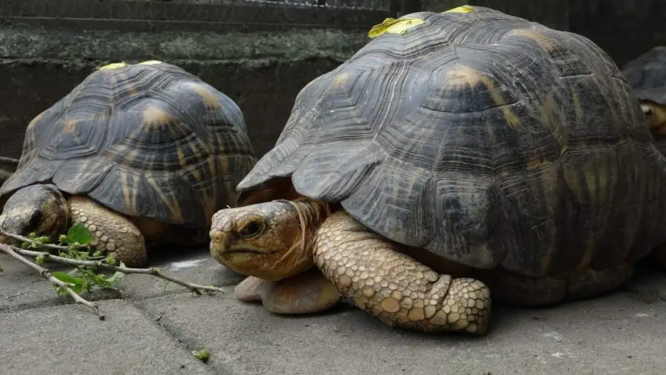 陸龜飼養箱布置