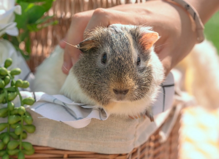 天竺鼠籠子大小