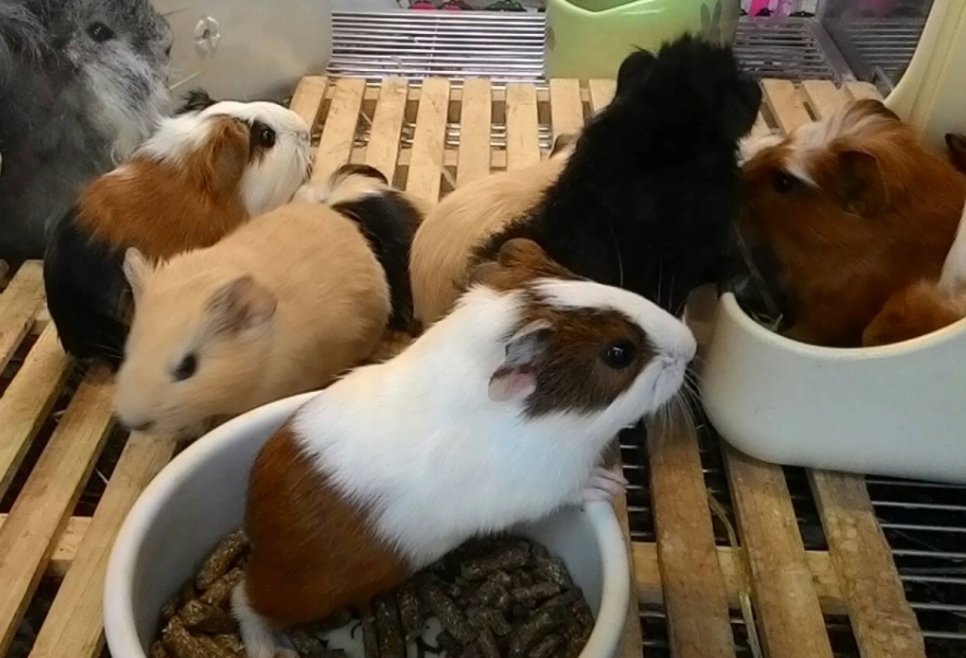 天竺鼠墊材選擇