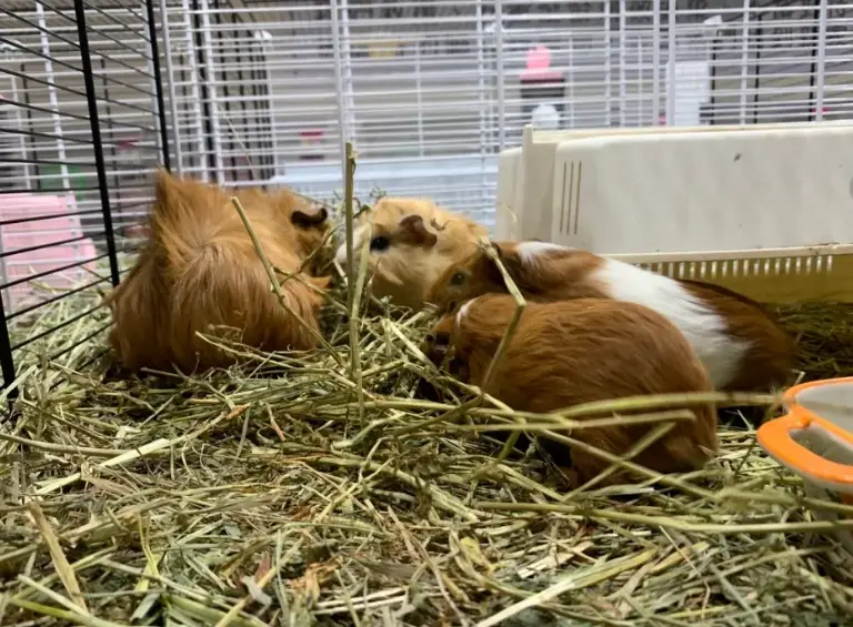 天竺鼠籠子大小