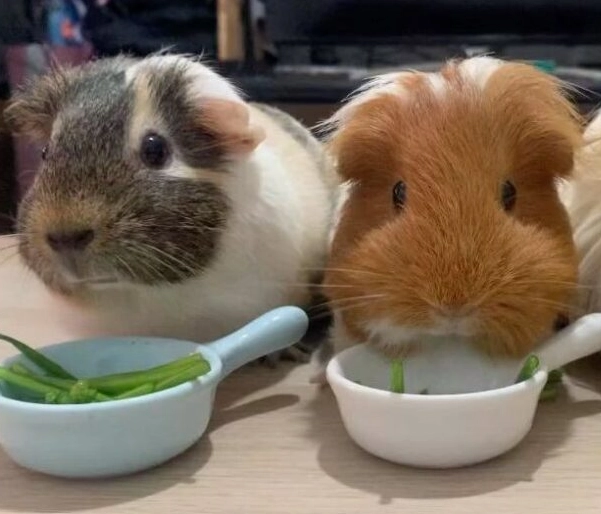 天竺鼠墊材選擇