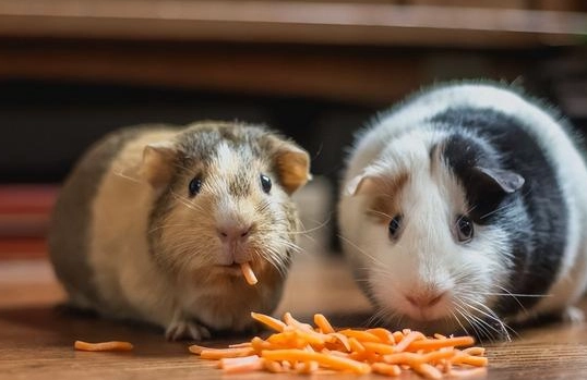 天竺鼠飲食