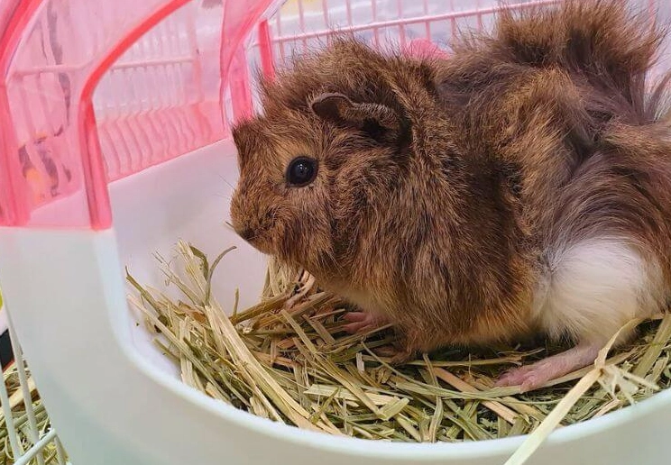 天竺鼠籠子大小