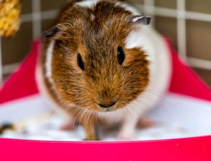 天竺鼠墊材選擇