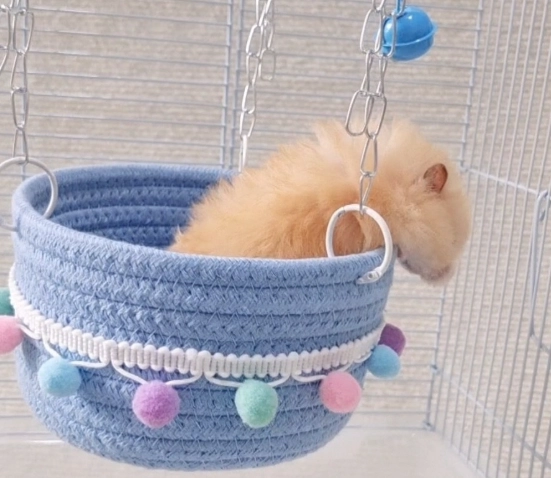 金絲熊性格特徵