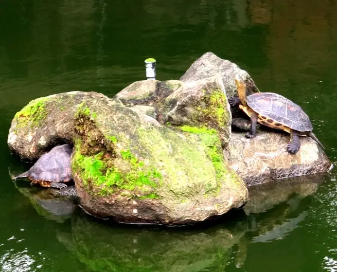 台灣野生烏龜吃什麼