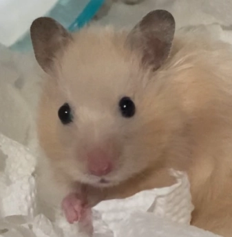 金絲熊飼養方法