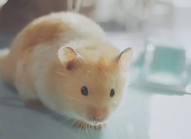 金絲熊性格特徵