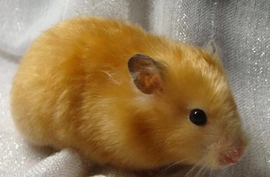 金絲熊飼養方法