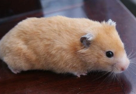 金絲熊性格特徵