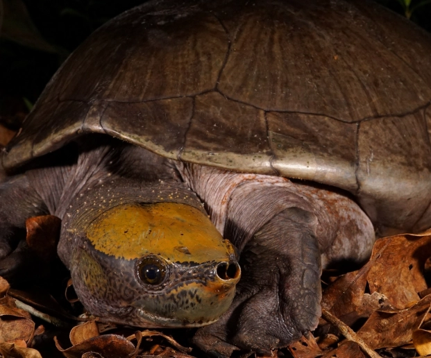台灣野生烏龜吃什麼