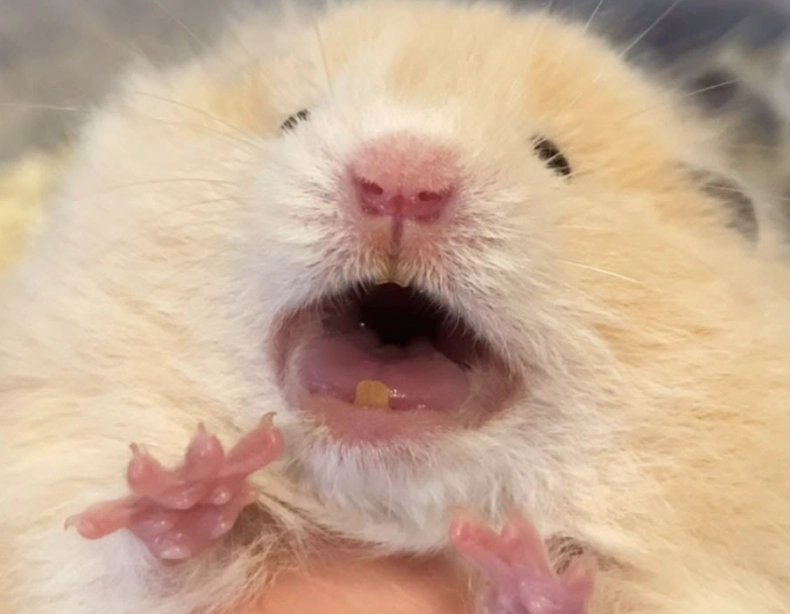 金絲熊籠子推薦