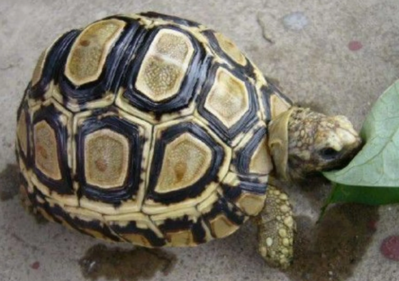 赫曼陸龜飼養