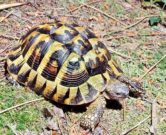 赫曼陸龜飼養