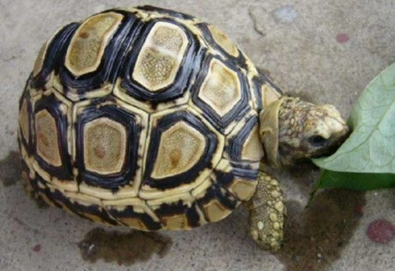 龜殼軟化