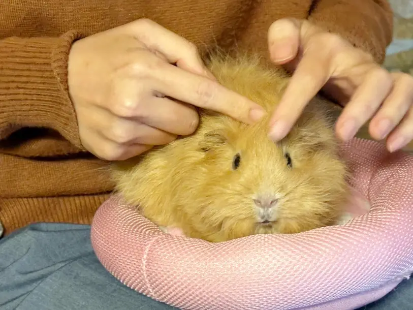 天竺鼠飼養