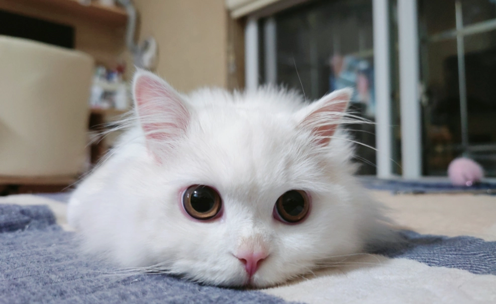 最受歡迎貓品種深度解析：從人氣排行到飼養前的殘酷真相