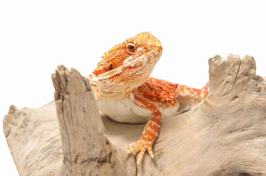 鬆獅蜥產蛋困難