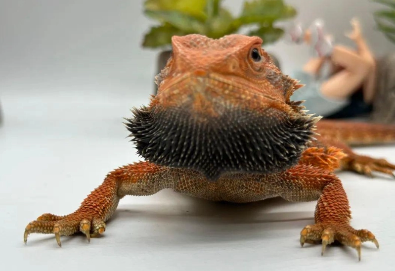 鬆獅蜥產蛋困難