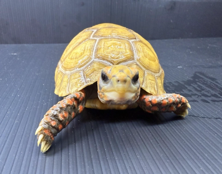 陸龜結石 陸龜結石
