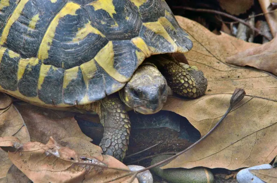 赫曼陸龜飼養 赫曼陸龜飼養