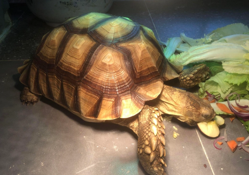 陸龜 高鈣食物