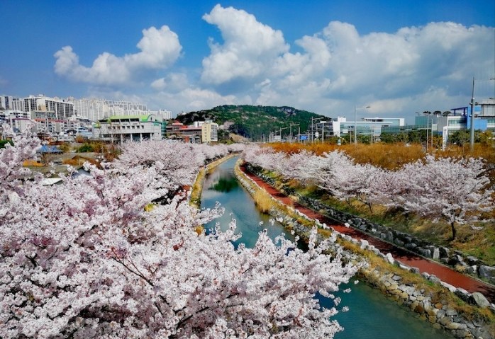 釜山櫻花