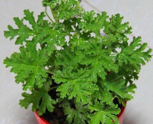 防蚊植物