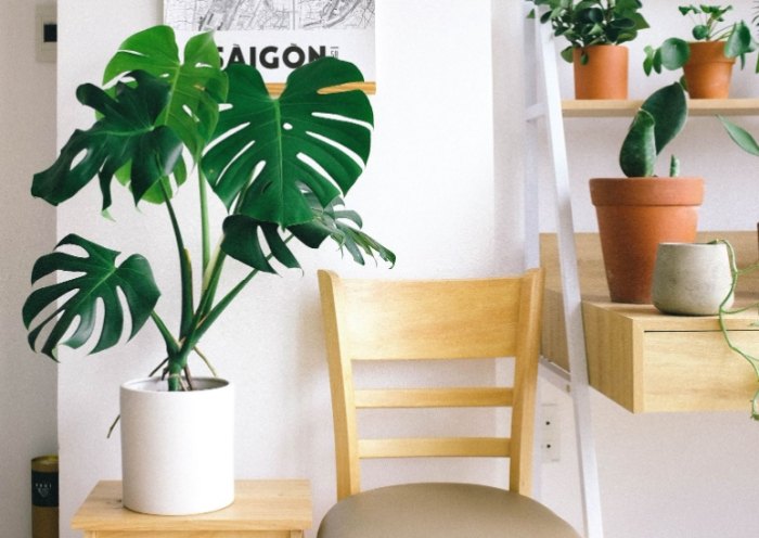 室內植物