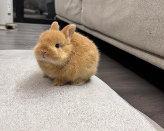 侏儒兔大小 侏儒兔大小