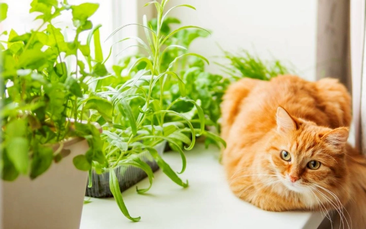 貓討厭的植物