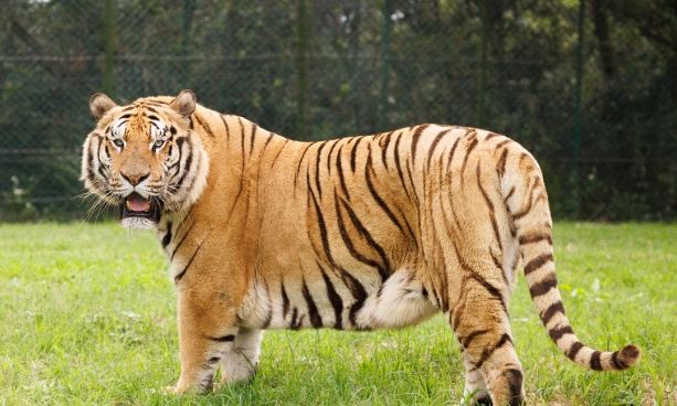 老虎是貓科動物嗎