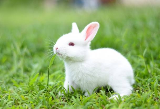 兔子飼養陪伴 兔子飼養陪伴