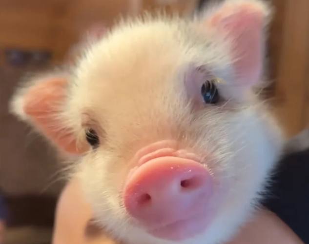 寵物豬聰明嗎 寵物豬聰明嗎