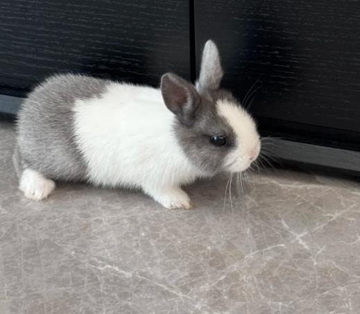 兔子智力測試 兔子智力測試