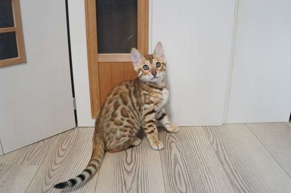 孟加拉豹貓飼養 孟加拉豹貓飼養