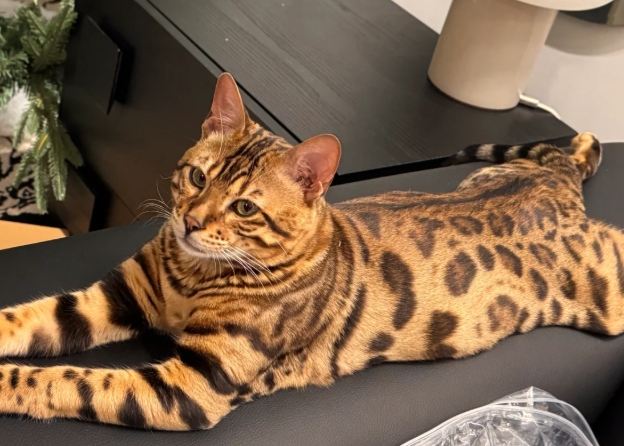 豹貓親人程度 豹貓親人程度