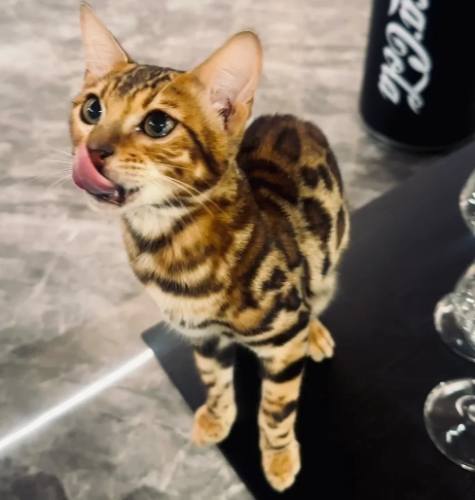 豹貓黏人 豹貓黏人