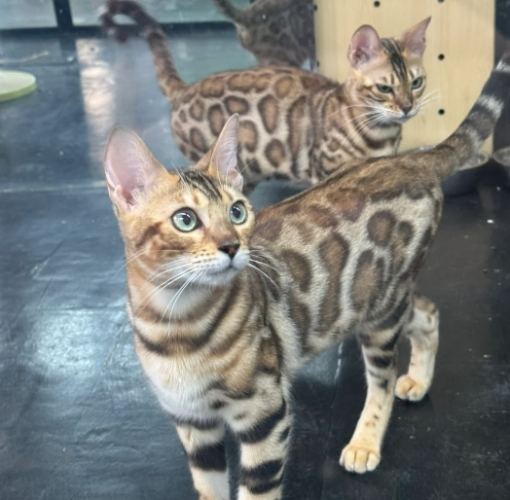 豹貓健康 豹貓健康