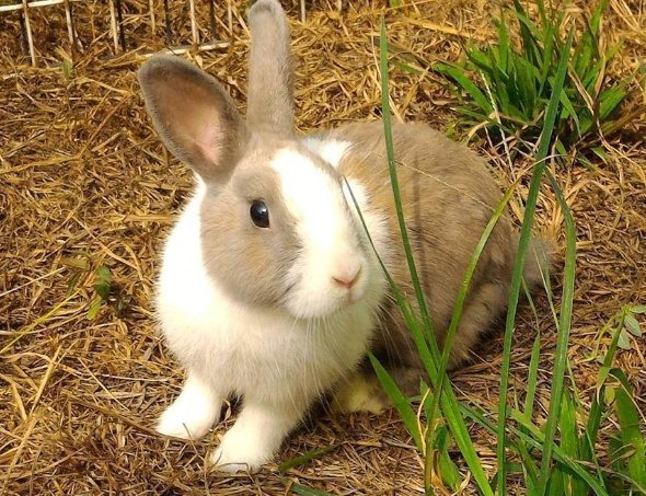 兔子陪伴需求 兔子陪伴需求