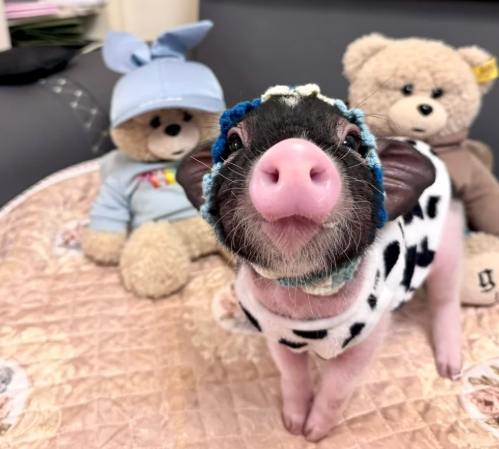 迷你豬智商 迷你豬智商