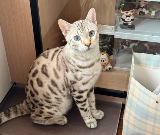 孟加拉貓健康體重 孟加拉貓健康體重